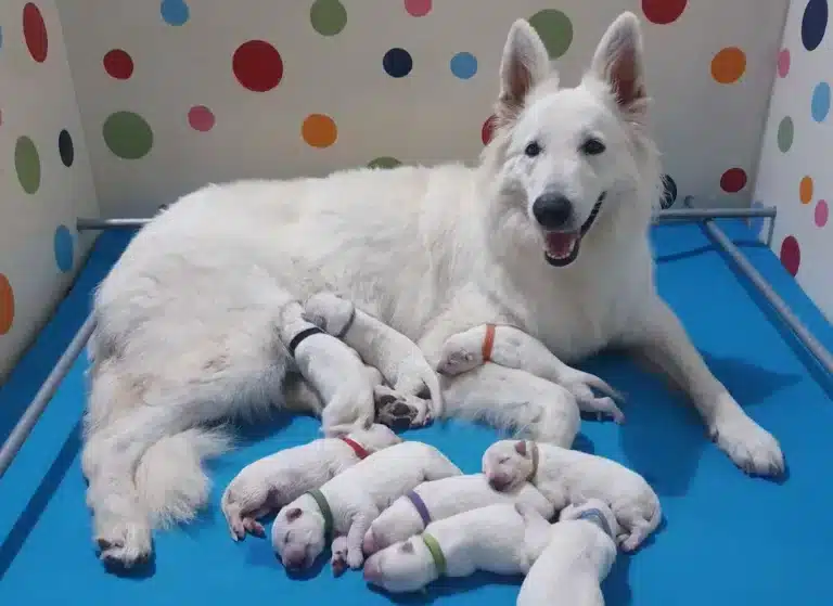 Enja con i cuccioli