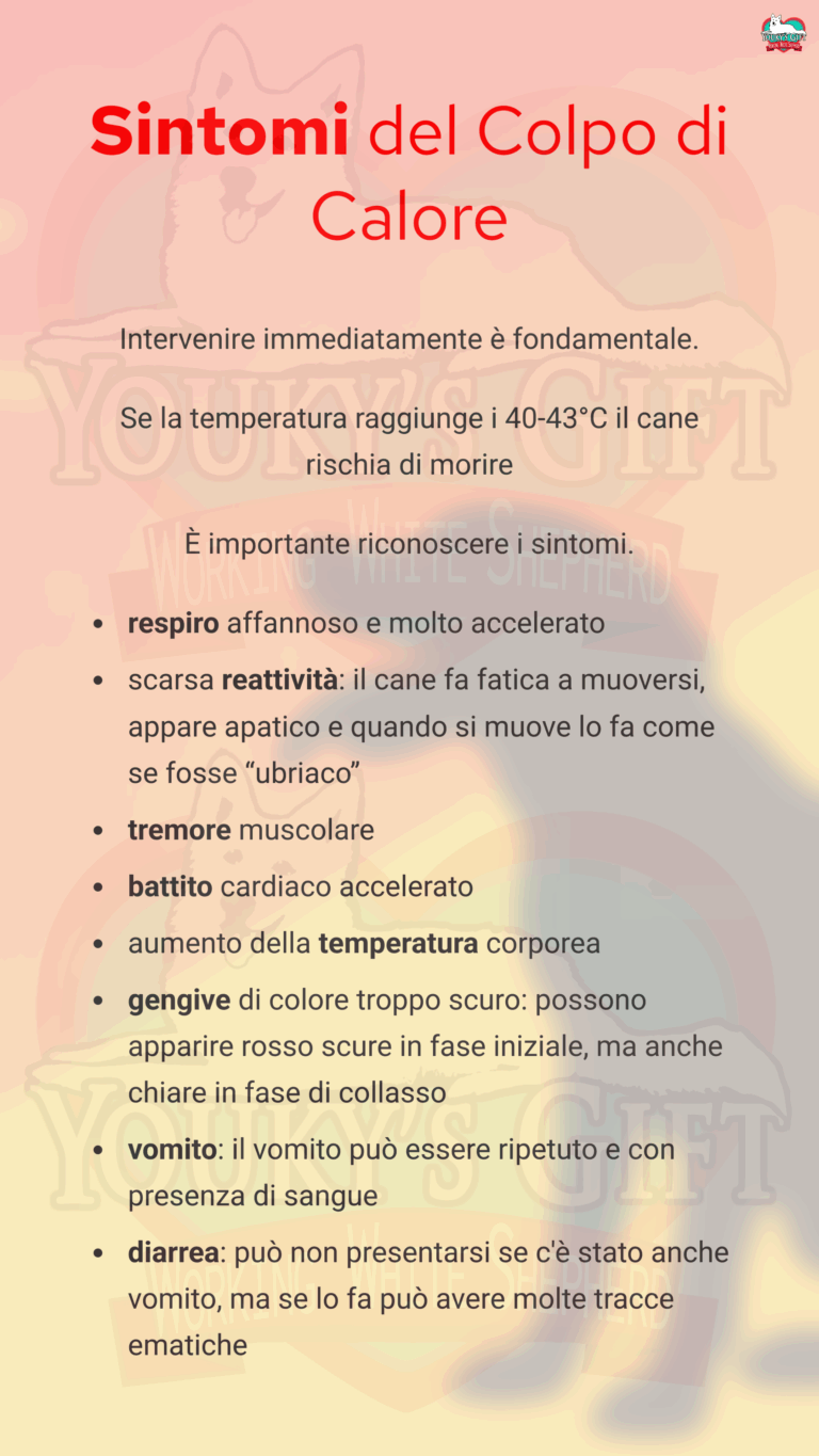 Colpo di calore nel cane: sintomi