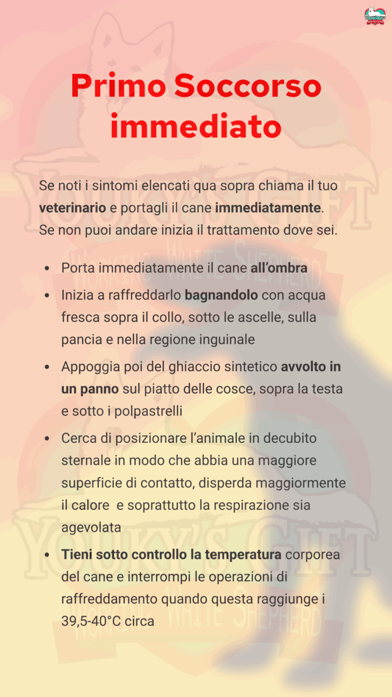 Colpo di calore nel cane: primo soccorso