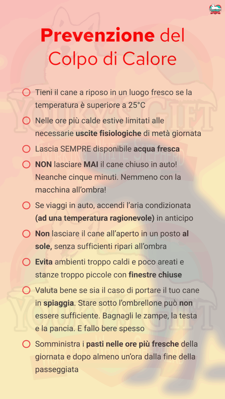 Colpo di calore nel cane: prevenzione