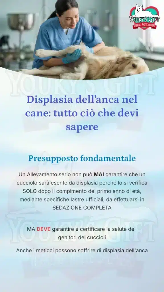 2 displasia anca cane