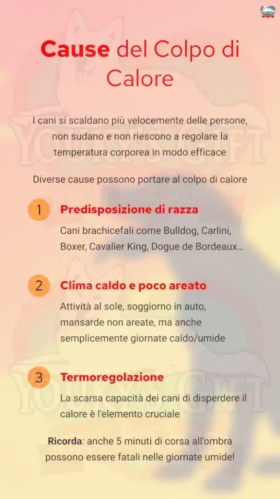 3 colpo di calore cane