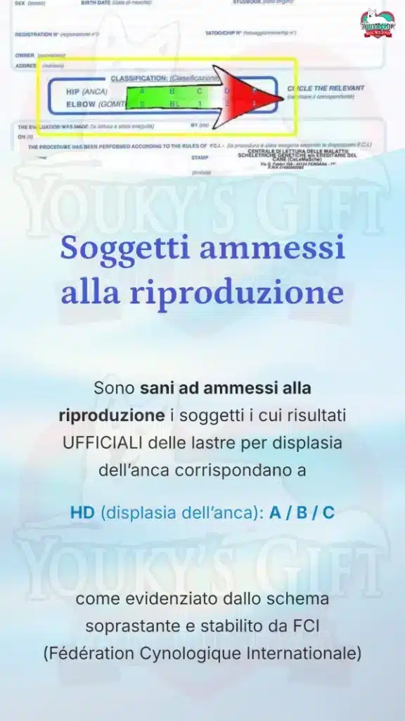 3 displasia anca cane