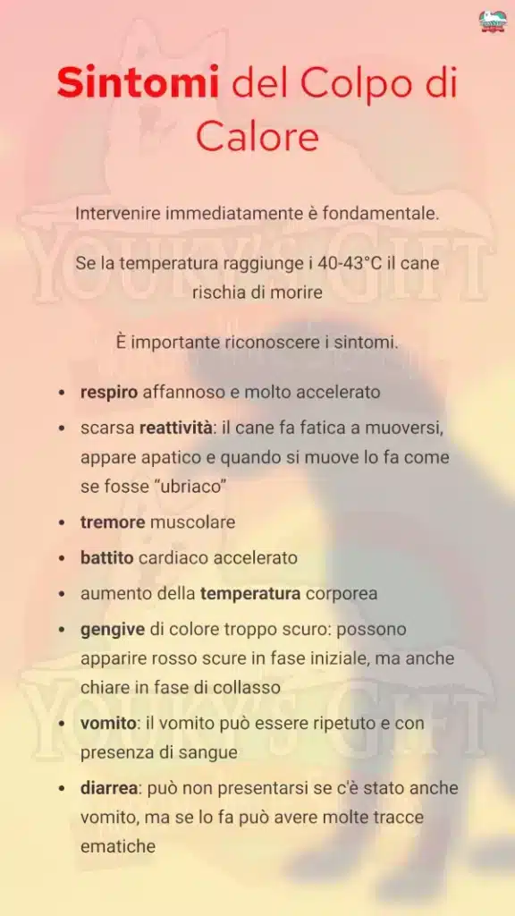 4 colpo di calore cane