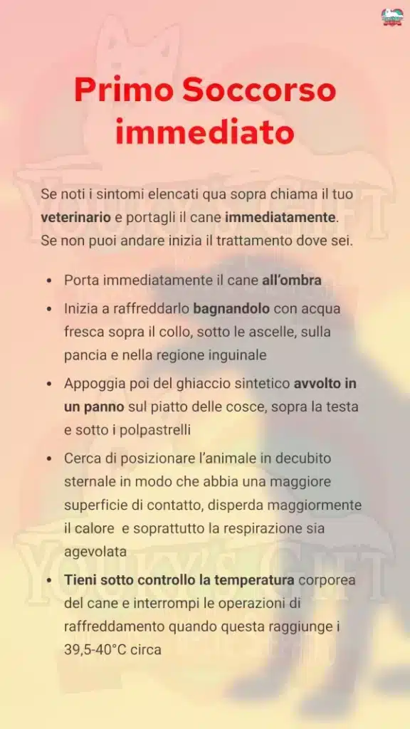 5 colpo di calore cane