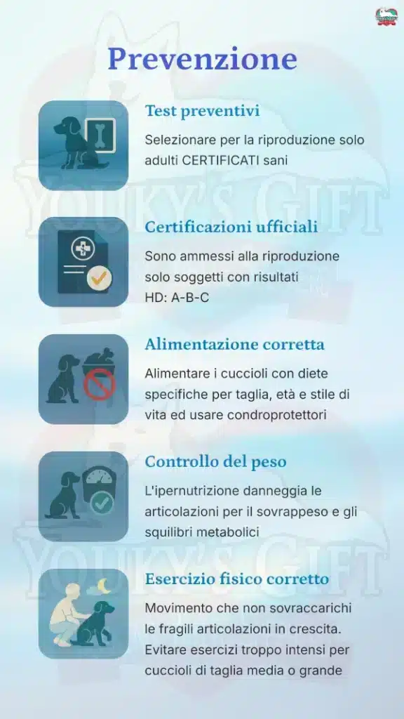6 displasia anca cane