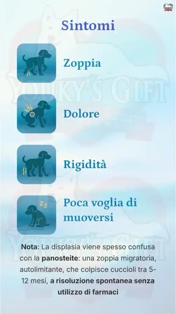 7 displasia anca cane