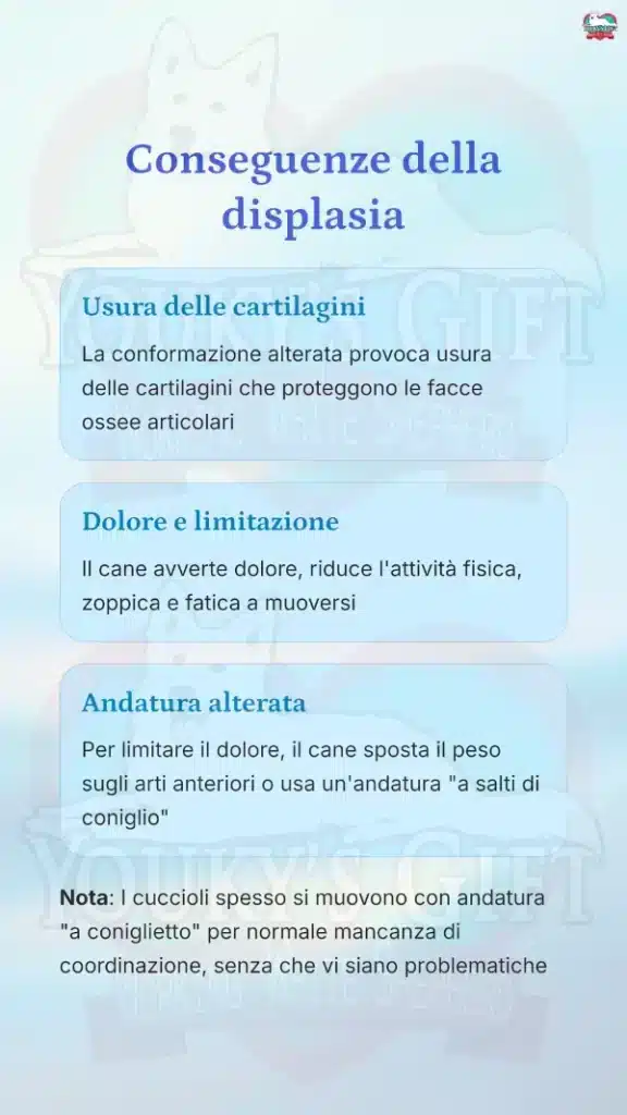 8 displasia anca cane
