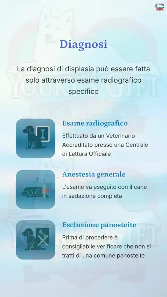 9 displasia anca cane
