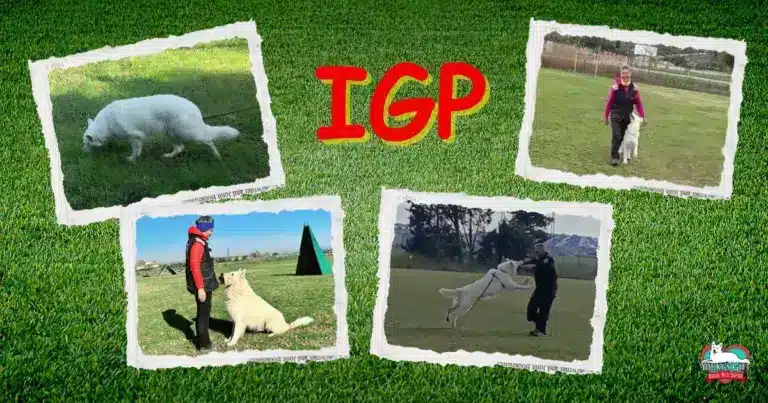 IGP evdz
