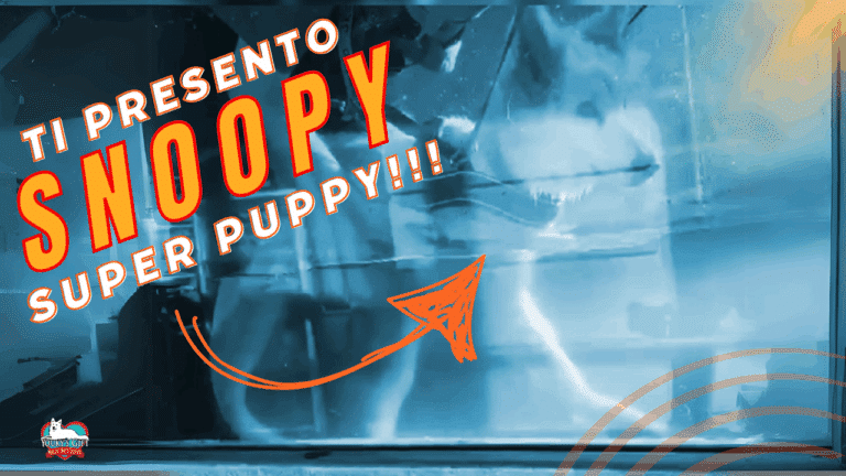 Snoopy: cucciolo di pastore svizzero eroe evdz