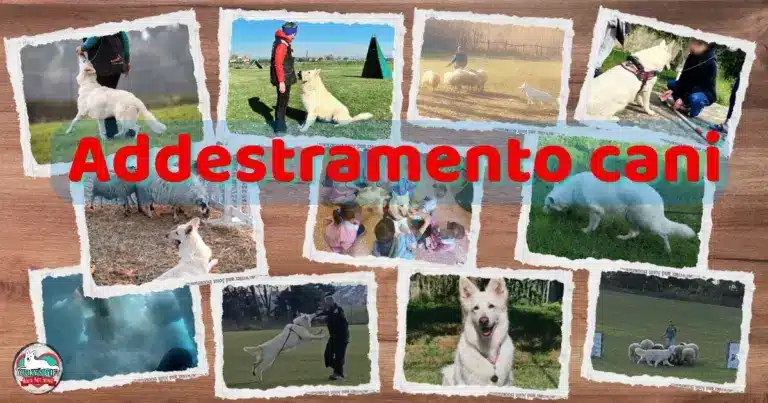 addestramento cani evdz