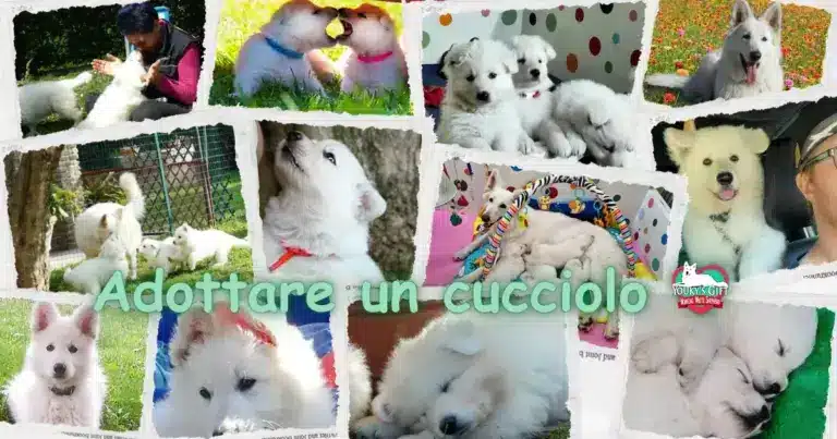 adottare un cucciolo evdz