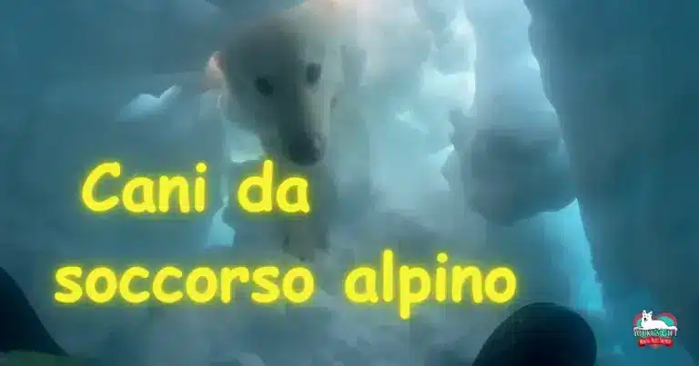 cani da soccorso alpino evdz