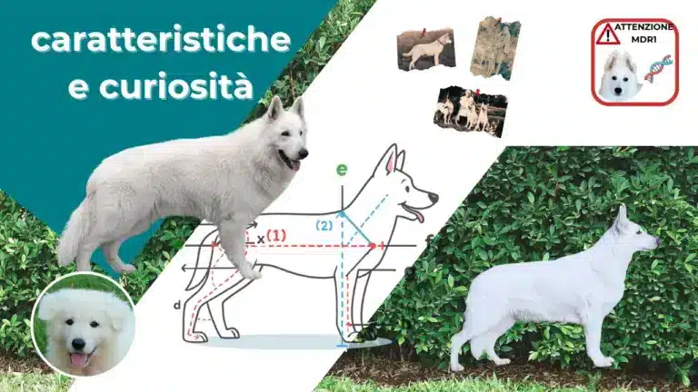 caratteristiche e curiosità evdz