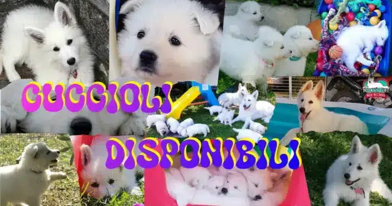 cuccioli disponibili evdz