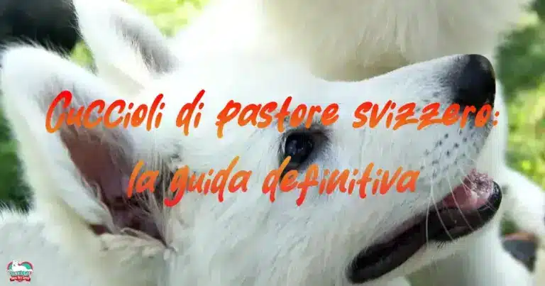 cuccioli pastori svizzeri la guida evdz