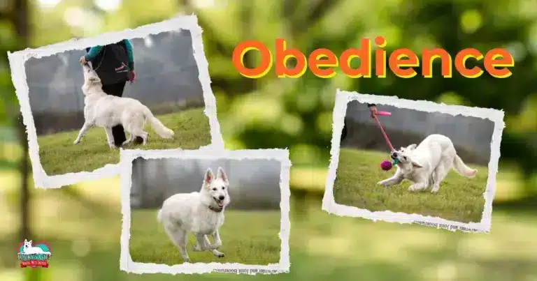 obedience evdz