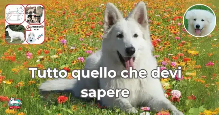 pastori svizzeri evdz