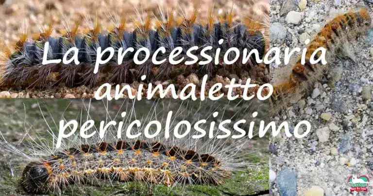 processionaria evdz
