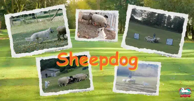 sheepdog evdz