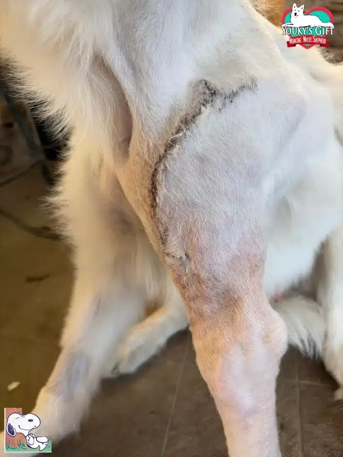 snoopy: cucciolo di pastore svizzero eroe intervento