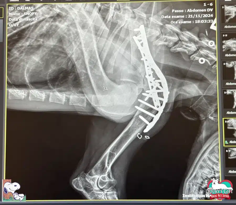 snoopy: cucciolo di pastore svizzero eroe placche