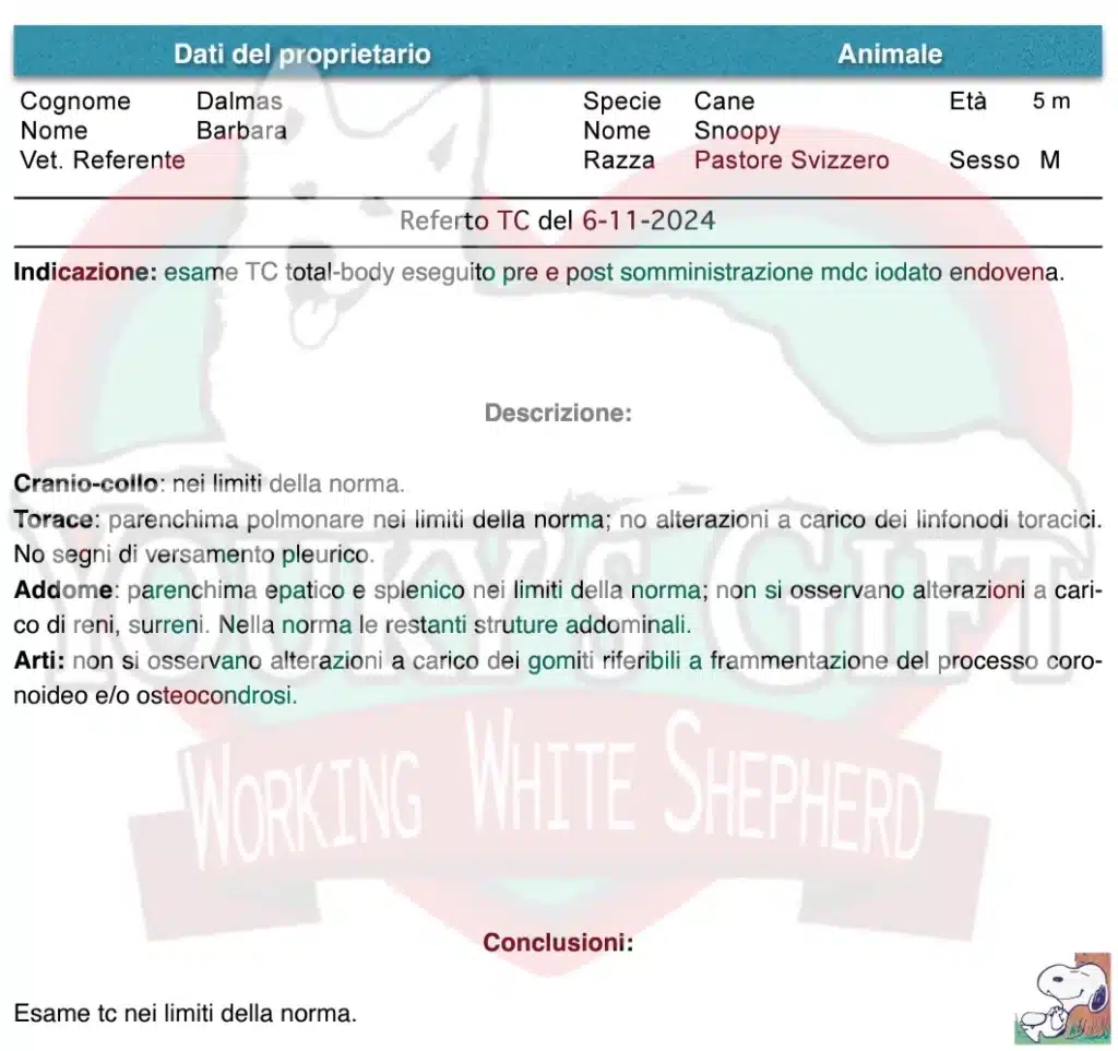snoopy: cucciolo di pastore svizzero eroe referto TC