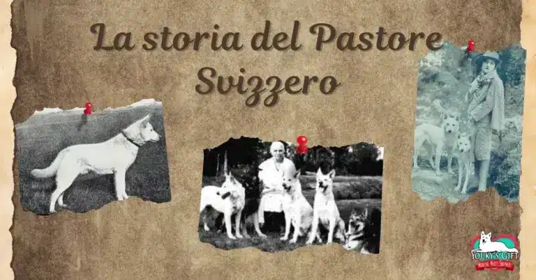 storia pastore svizzero evdz