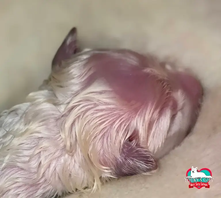 cuccioli disponibili nui hit 1