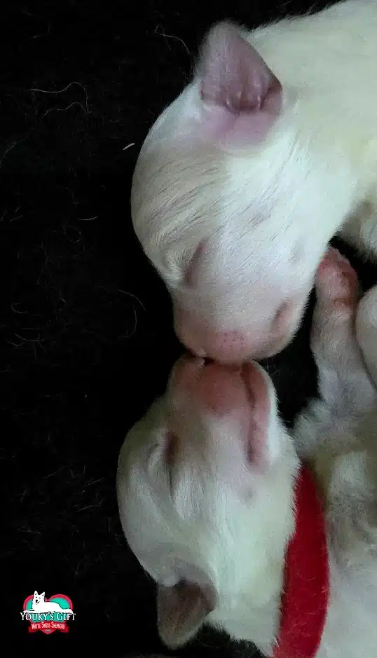 cuccioli disponibili nui hit 10