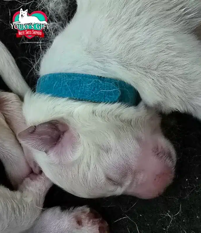 cuccioli disponibili nui hit 11