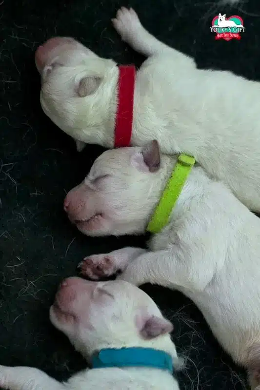 cuccioli disponibili nui hit 12