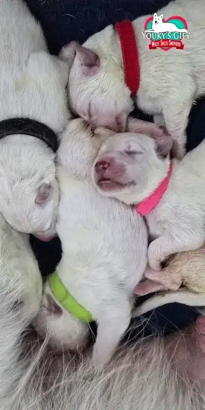 cuccioli disponibili nui hit 13