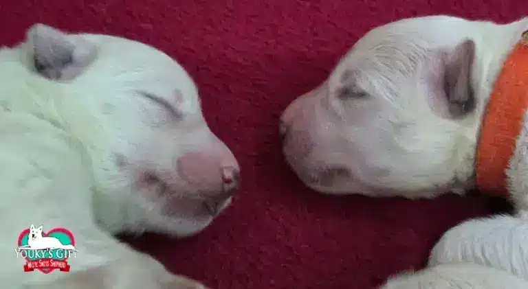 cuccioli disponibili nui hit 14
