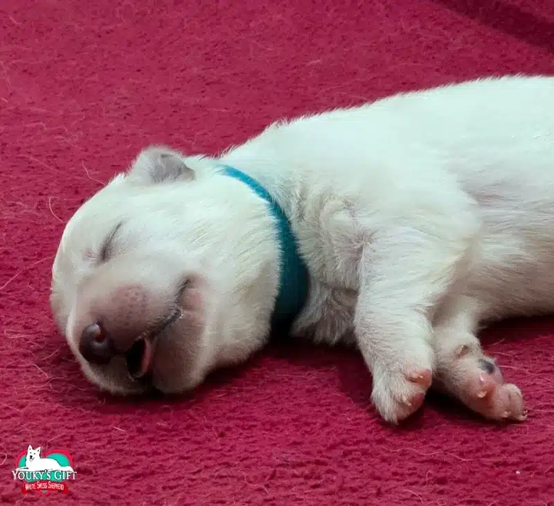 cuccioli disponibili nui hit 15
