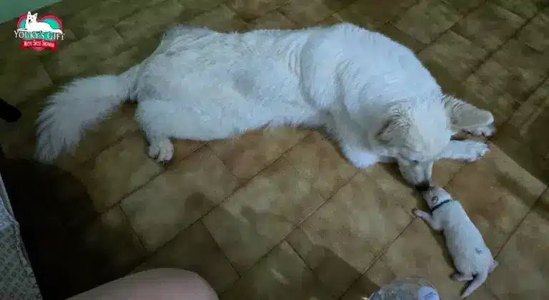cuccioli disponibili nui hit 16