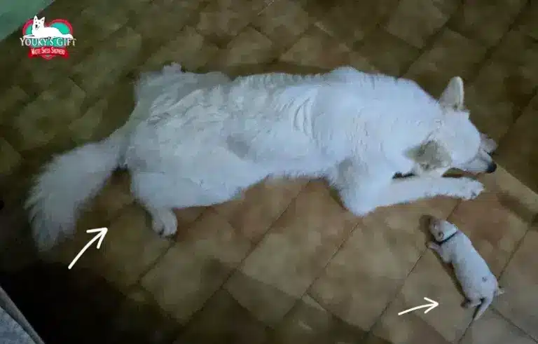cuccioli disponibili nui hit 17