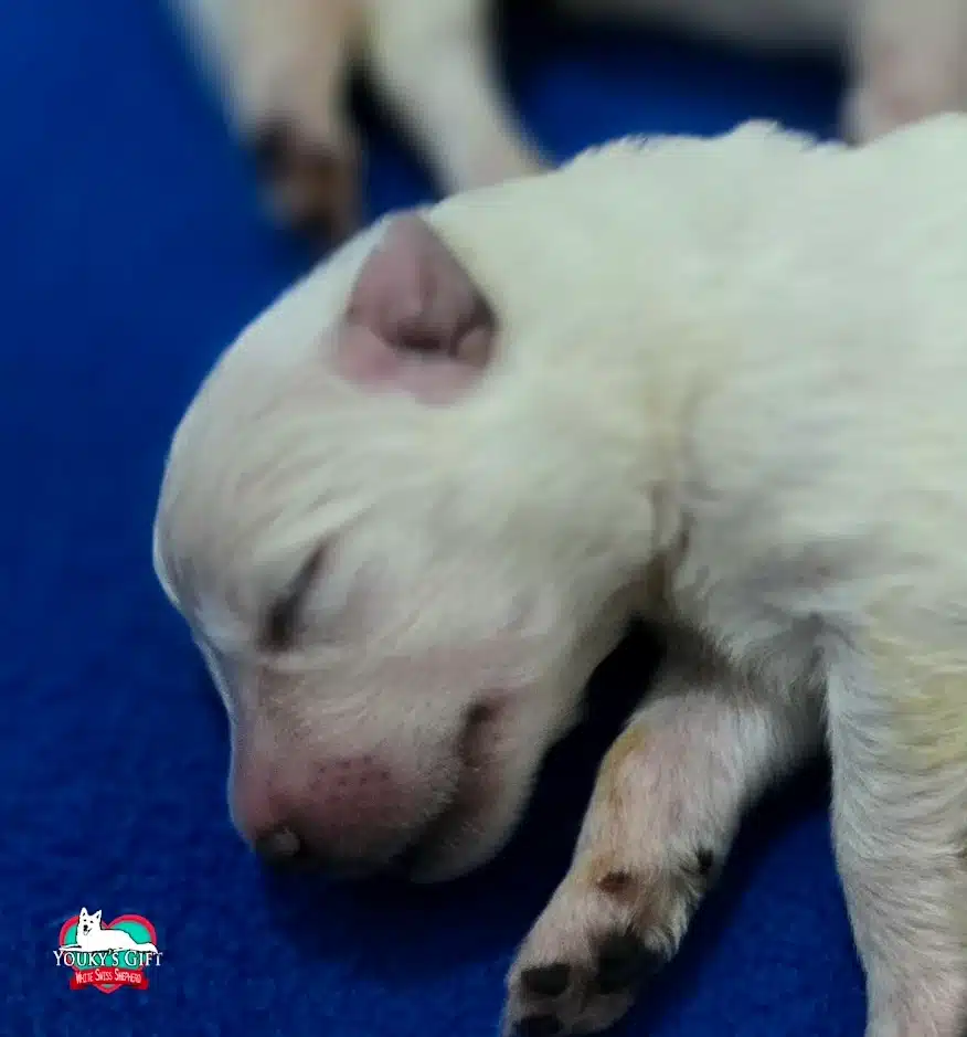 cuccioli disponibili nui hit 18