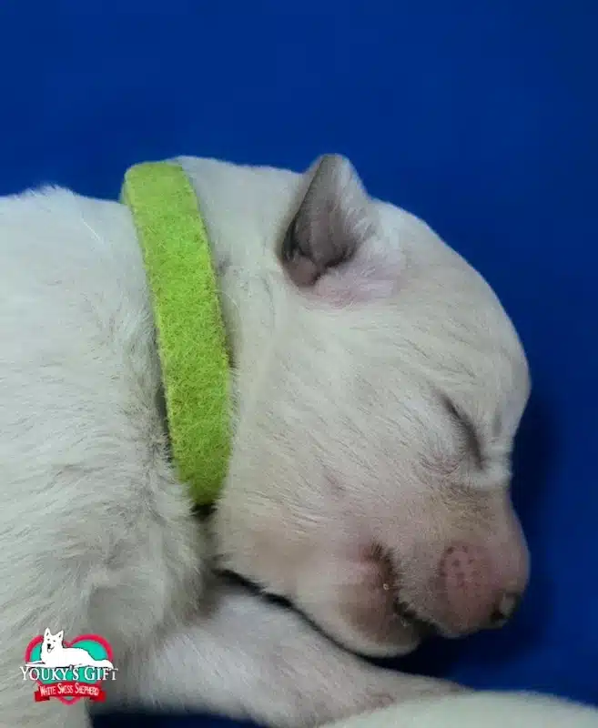 cuccioli disponibili nui hit 19