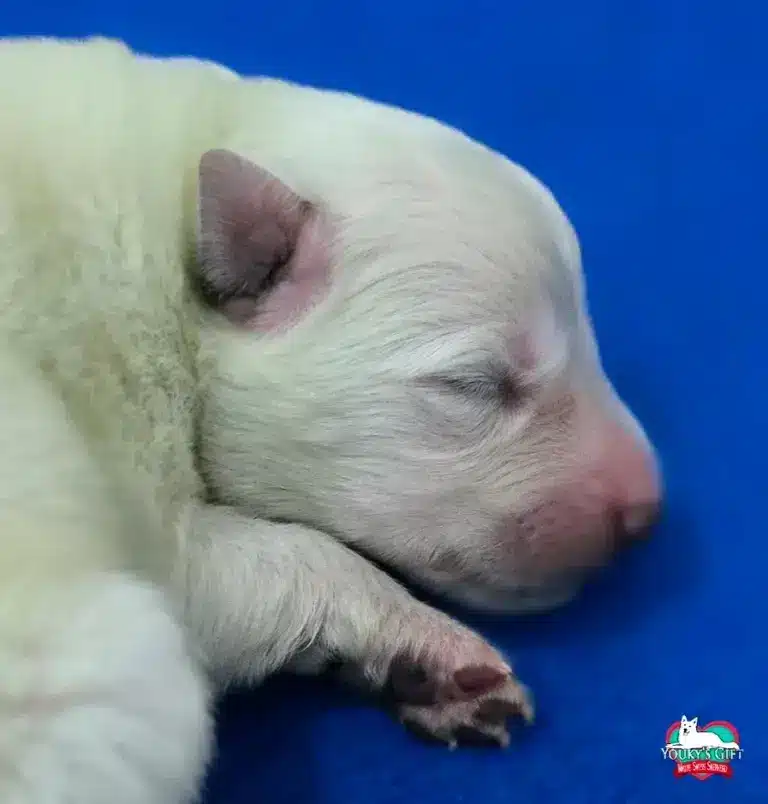 cuccioli disponibili nui hit 20