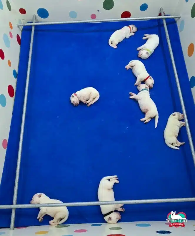 cuccioli disponibili nui hit 21