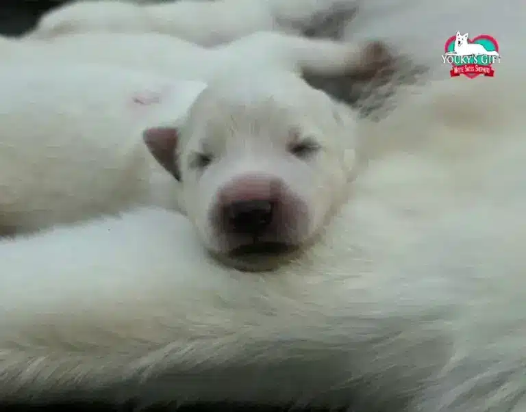 cuccioli disponibili nui hit 22