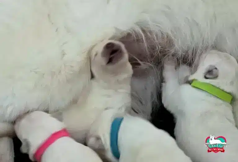 cuccioli disponibili nui hit 23