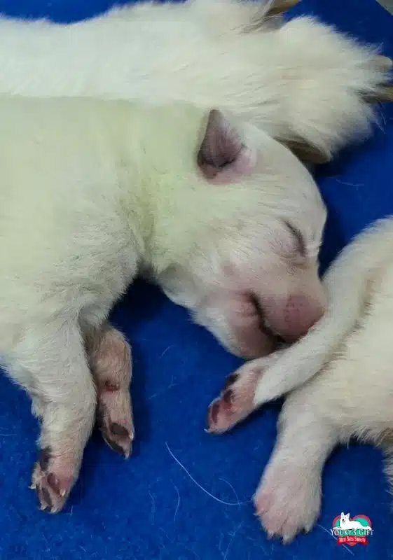 cuccioli disponibili nui hit 24