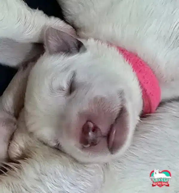 cuccioli disponibili nui hit 2a