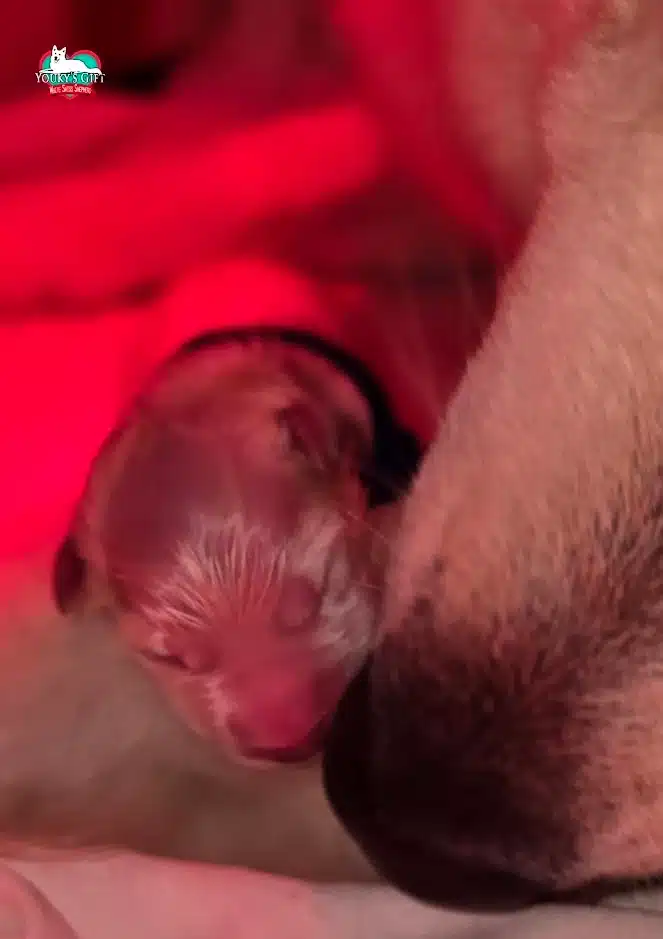cuccioli disponibili nui hit 4