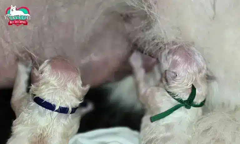 cuccioli disponibili nui hit 5