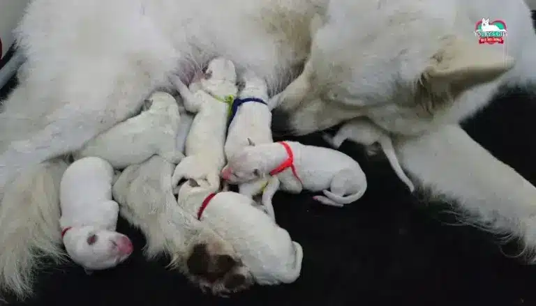 cuccioli disponibili nui hit 6