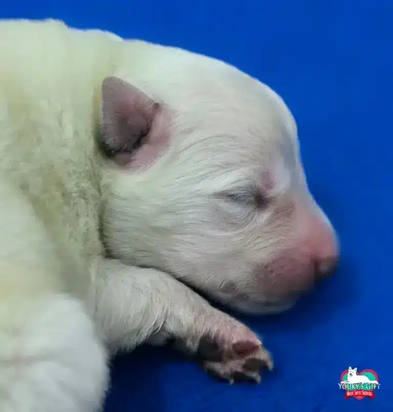 cuccioli disponibili nui hit 8